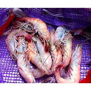 Key West Pink Shrimp Jumbo Wild Caught 16-20 ct Florida seafood 5-20lb (2lb)
