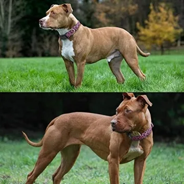 DWOOFG Pretty Dog Collar for Large Dogs in Pink Design