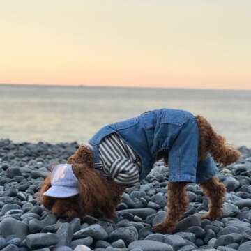 MuYaoPet Dog Denim Jumpsuit Costumes Cat Pet Jean Overalls Clothes For Yorkie Bulldog (M, Blue)