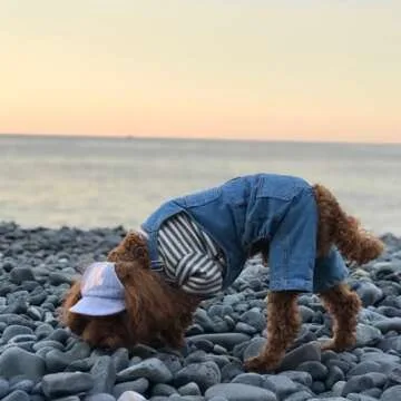 MuYaoPet Dog Denim Jumpsuit Costumes Cat Pet Jean Overalls Clothes For Yorkie Bulldog (M, Blue)