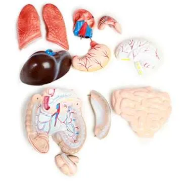 American Educational 45cm Mini Torso Model for Anatomy Study