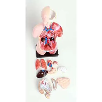 American Educational 45cm Mini Torso Model for Anatomy Study