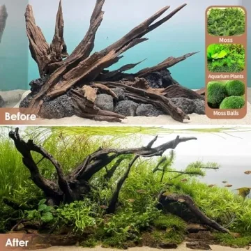 Jorewood Natural Driftwood for Aquarium and Reptile Decor