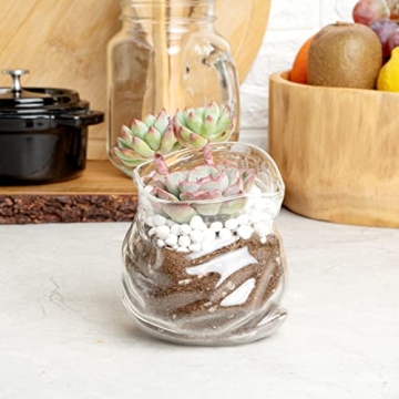 Charming 8 Ounce Glass Candy Bowl for Unique Decor