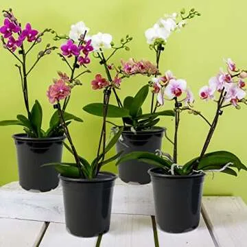 RAOOKIF 100 Pack Nursery Pots for Plants - Versatile and Durable