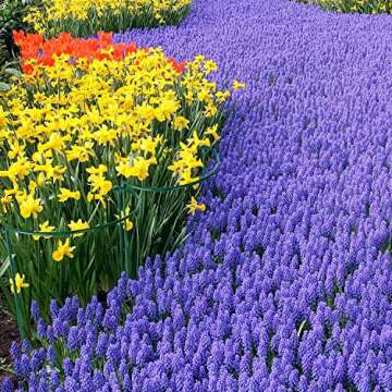 HiGift Plant Support Stakes, 6 Pack Metal Peony Cages and Supports, Garden Stakes Plant Support Cage, Large Plant Support Ring for Outdoor Indoor Snake Plant Peony Rose Flowers Vine (10" W x 15.8" H)