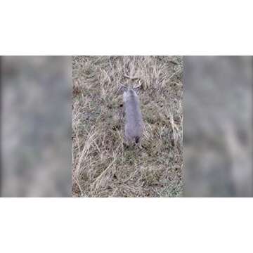 Flambeau Outdoors 5965MD Boss Babe - Masters Series Deer Decoy