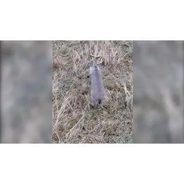 Flambeau Outdoors 5965MD Boss Babe - Masters Series Deer Decoy