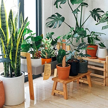 Augshy 43 Inch Moss Pole - Perfect for Indoor Climbing Plants