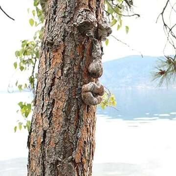 INNOLITES Tree Faces Decor Outdoor, Tree Face Outdoor Statues Old Man Tree Hugger Bark Ghost Face De...