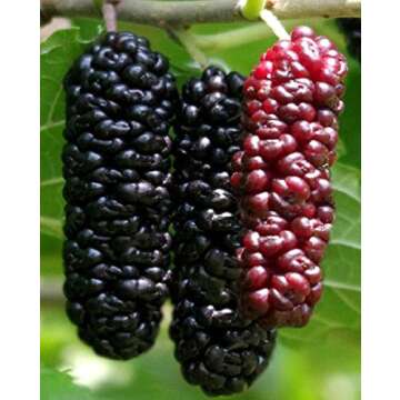 Illinois Everbearing Mulberry Tree 6-10" Tall, Sweet Fruit to Enjoy Year After Year, Fruit Bearing Potted Plant