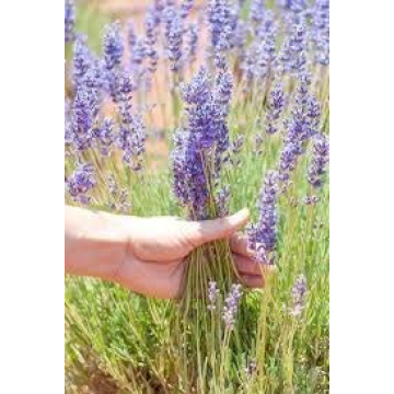 Zziggysgal Lavender Sachets - Handmade Freshness and Aroma