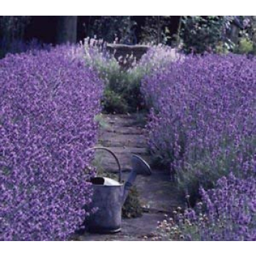 Zziggysgal Lavender Sachets - Handmade Freshness and Aroma