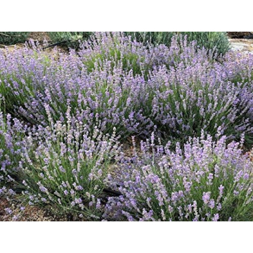 Zziggysgal Lavender Sachets - Handmade Freshness and Aroma