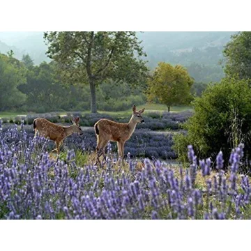 Zziggysgal Lavender Sachets - Handmade Freshness and Aroma