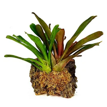 Besgrow Spagmoss - Premium New Zealand Sphagnum Moss 150g