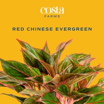 Costa Farms Red Chinese Evergreen - Easy Care Houseplant