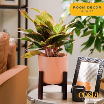 Costa Farms Red Chinese Evergreen - Easy Care Houseplant