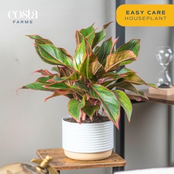 Costa Farms Red Chinese Evergreen - Easy Care Houseplant