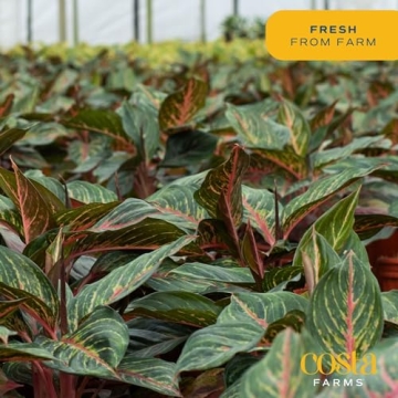 Costa Farms Red Chinese Evergreen - Easy Care Houseplant