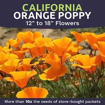 California Orange Poppy Wildflower Seeds - Bulk 1 Ounce Packet - Over 20,000 Native Seeds - California State Flower!