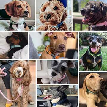 Blueberry Pet Soft & Safe 3M Reflective Neoprene Padded Adjustable Dog Collar - Mint Blue Pastel Color, Large, Neck 18"-26"