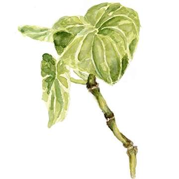 Maui Medicinal Kava Root Extract Coconut Flavor 1oz