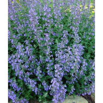 Stunning Catmint Perennial Plant - Nepeta mussinii - 4 Plants