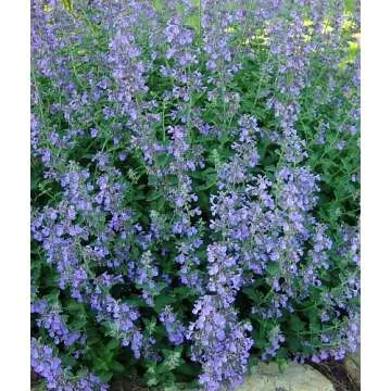 Stunning Catmint Perennial Plant - Nepeta mussinii - 4 Plants