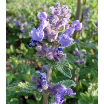 Stunning Catmint Perennial Plant - Nepeta mussinii - 4 Plants
