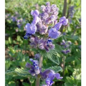 Stunning Catmint Perennial Plant - Nepeta mussinii - 4 Plants