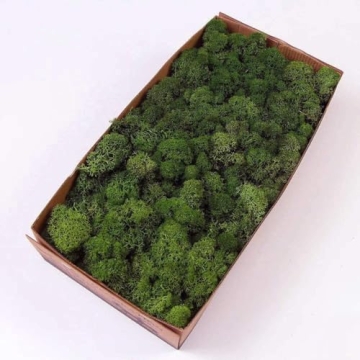 Prefleur Preserved Reindeer Moss DIY Kit for Garden Decor