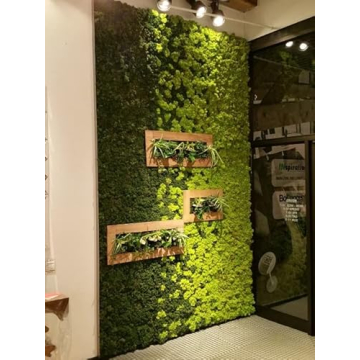 Prefleur Preserved Reindeer Moss DIY Kit for Garden Decor