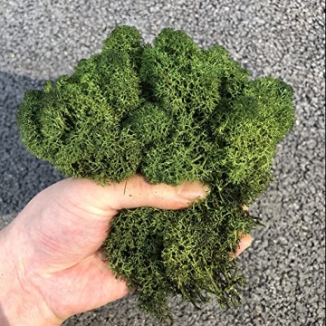 Prefleur Preserved Reindeer Moss DIY Kit for Garden Decor