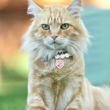 Mxxipp Adjustable Cat Pearl Collar for Small Pets - Pink