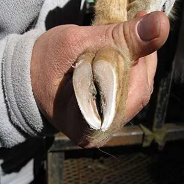 Hoof Boss - Goat Hoof Trimmers Basic Electric Set 110v - Goat Hooves Trimmer Tool Kit - Grinder Discs and Accessories Included