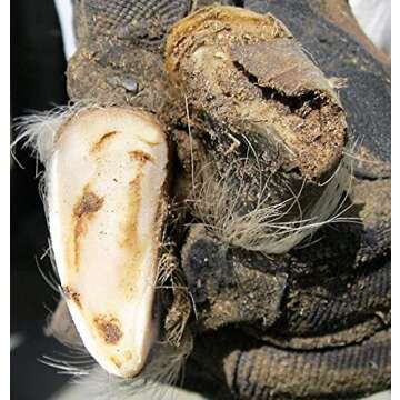 Hoof Boss - Goat Hoof Trimmers Basic Electric Set 110v - Goat Hooves Trimmer Tool Kit - Grinder Discs and Accessories Included