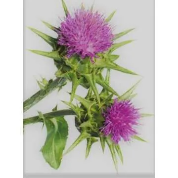 White Label Premium Herbs and Spices Wildcrafted Raw Milk Thistle Seed Whole 8oz Silybum Marianum The Bloomin Herb Shoppe