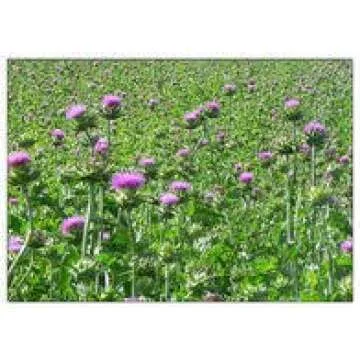 White Label Premium Herbs and Spices Wildcrafted Raw Milk Thistle Seed Whole 8oz Silybum Marianum The Bloomin Herb Shoppe