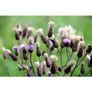 White Label Premium Herbs and Spices Wildcrafted Raw Milk Thistle Seed Whole 8oz Silybum Marianum The Bloomin Herb Shoppe