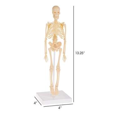 Hey! Play! Human Skeleton Model Kit On Base- 13.25” Kids Skeletal Model with Realistic Looking Bones & Movement for Learning Science, Anatomy (80-YC-117)