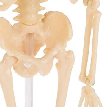 Hey! Play! Human Skeleton Model Kit On Base- 13.25” Kids Skeletal Model with Realistic Looking Bones & Movement for Learning Science, Anatomy (80-YC-117)