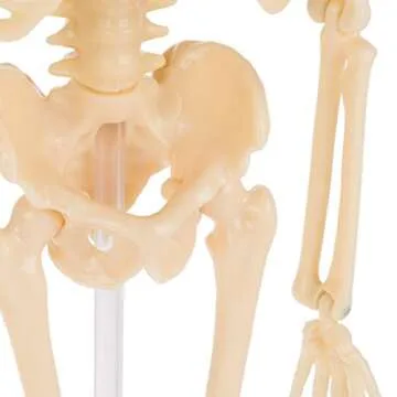 Hey! Play! Human Skeleton Model Kit On Base- 13.25” Kids Skeletal Model with Realistic Looking Bones & Movement for Learning Science, Anatomy (80-YC-117)