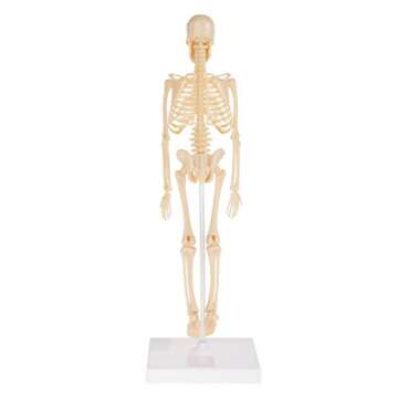 Hey! Play! Human Skeleton Model Kit On Base- 13.25” Kids Skeletal Model with Realistic Looking Bones & Movement for Learning Science, Anatomy (80-YC-117)
