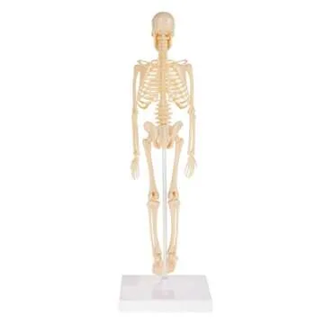 Hey! Play! Human Skeleton Model Kit On Base- 13.25” Kids Skeletal Model with Realistic Looking Bones & Movement for Learning Science, Anatomy (80-YC-117)
