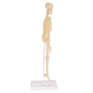 Hey! Play! Human Skeleton Model Kit On Base- 13.25” Kids Skeletal Model with Realistic Looking Bones & Movement for Learning Science, Anatomy (80-YC-117)