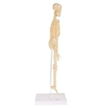 Hey! Play! Human Skeleton Model Kit On Base- 13.25” Kids Skeletal Model with Realistic Looking Bones & Movement for Learning Science, Anatomy (80-YC-117)