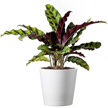 Calathea Rattlesnake Indoor Plant Easy Care Air Purifier