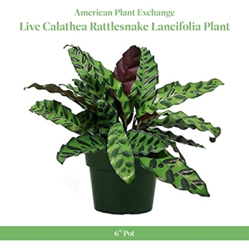 Calathea Rattlesnake Indoor Plant Easy Care Air Purifier
