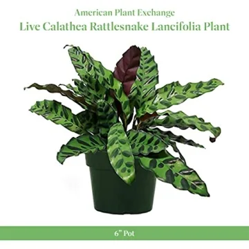 Calathea Rattlesnake Indoor Plant Easy Care Air Purifier